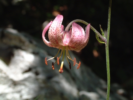 Lilium martagon / Giglio martagone